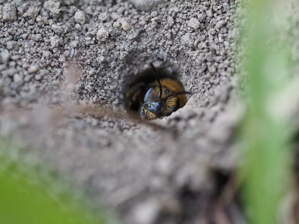 Blüher Naturpark Sandarien - Sandbienen
